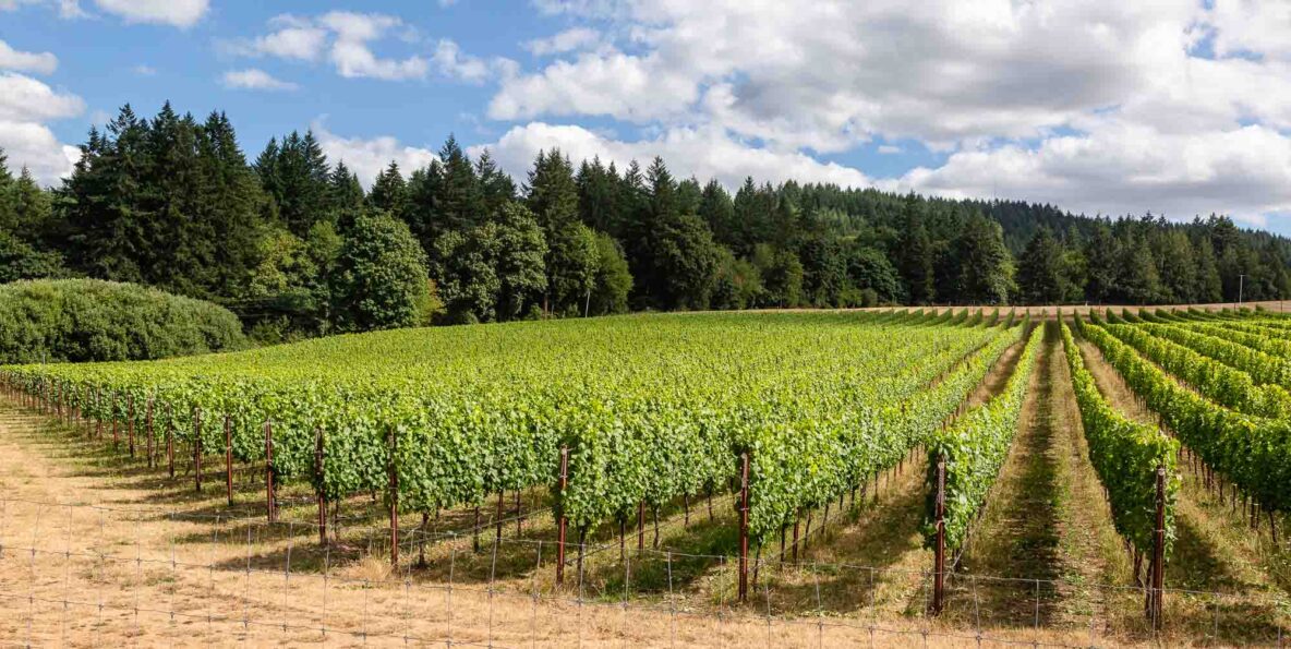 Three Feathers Pinot Noir 667 from Block One during 2021 Growing Season.