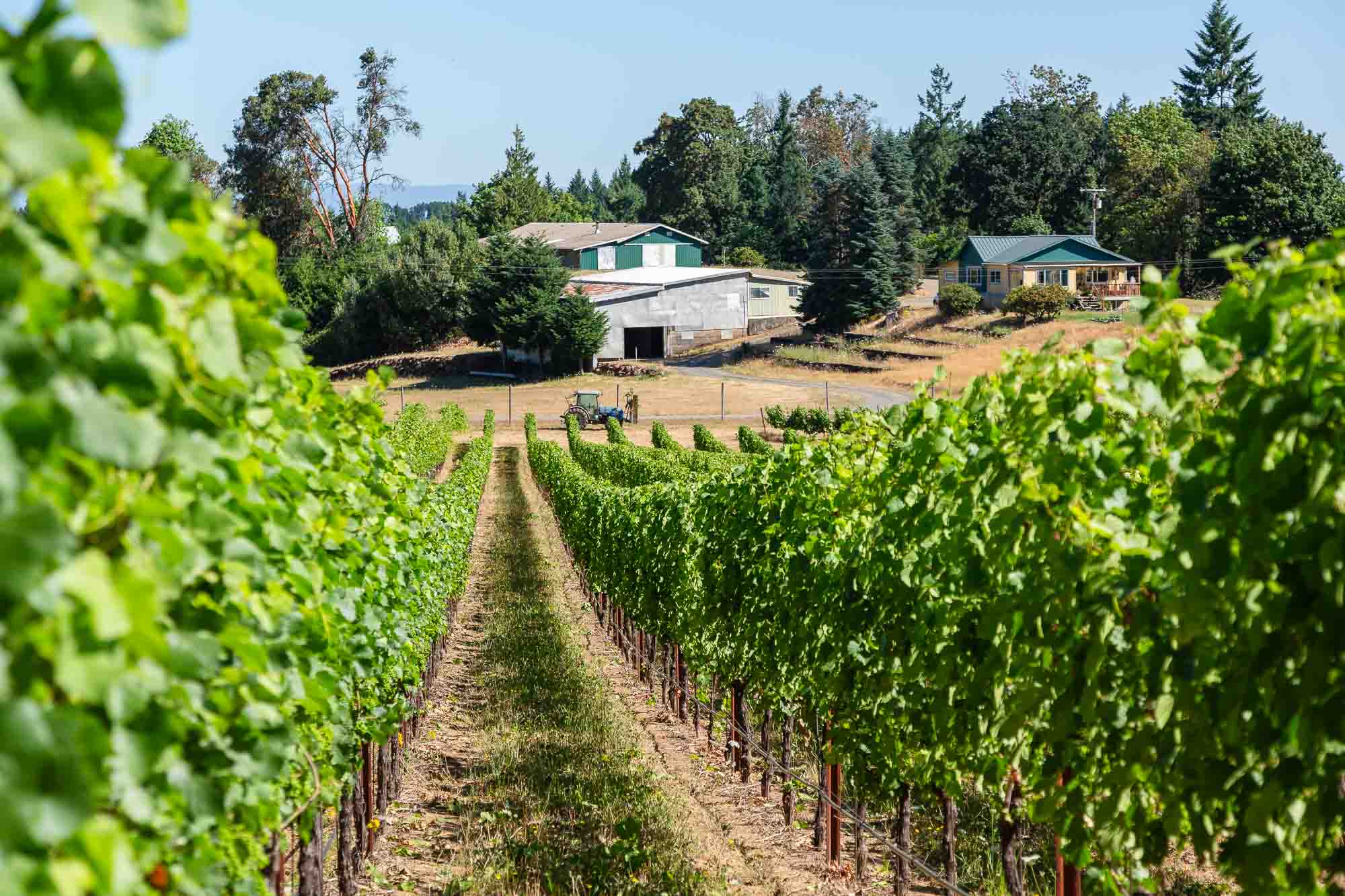 Lines on the Vines | Three Feathers 2023 Vineyard Growing Season