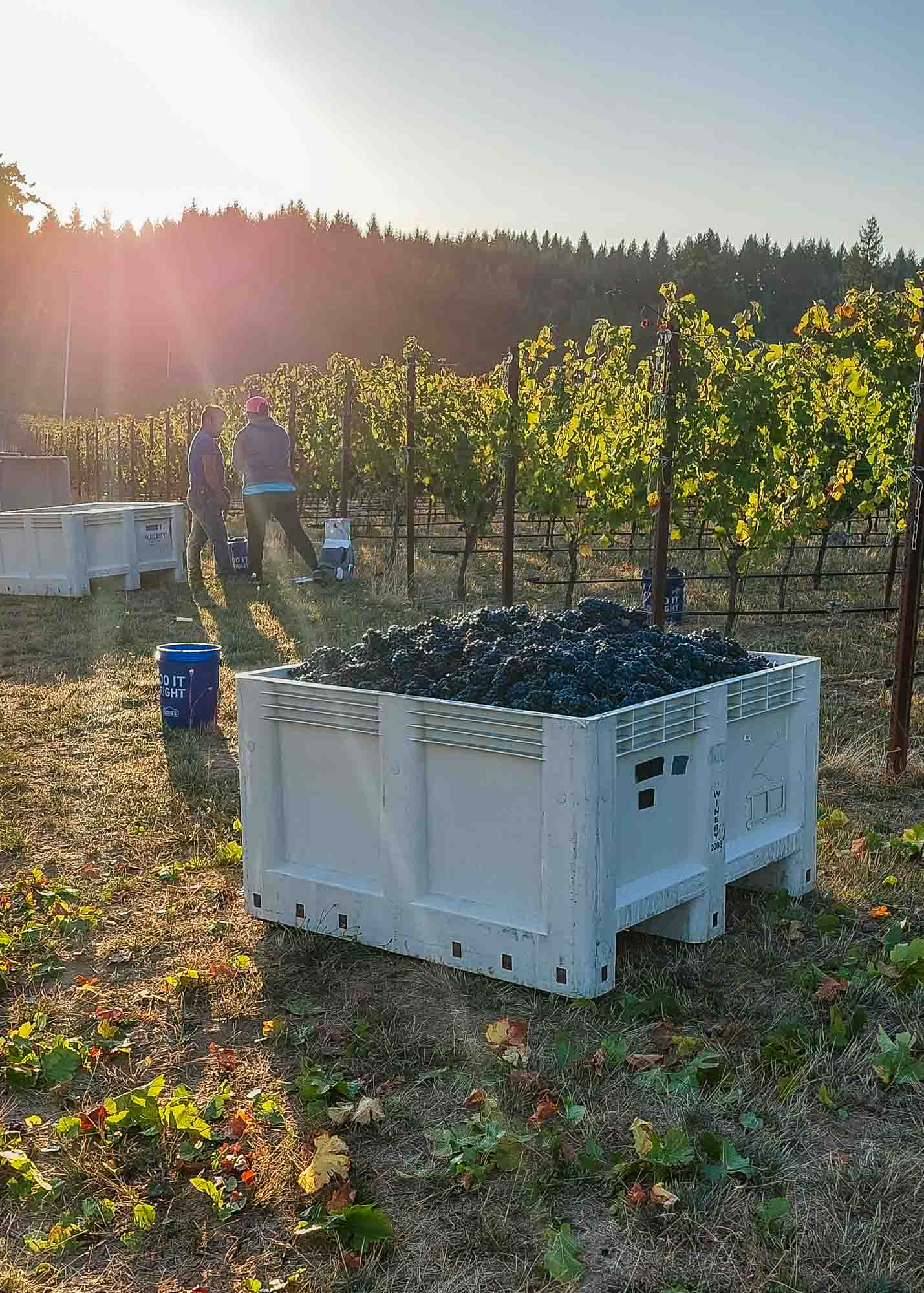 Early morning harvesting at Three Feathers Vineyard 2023.