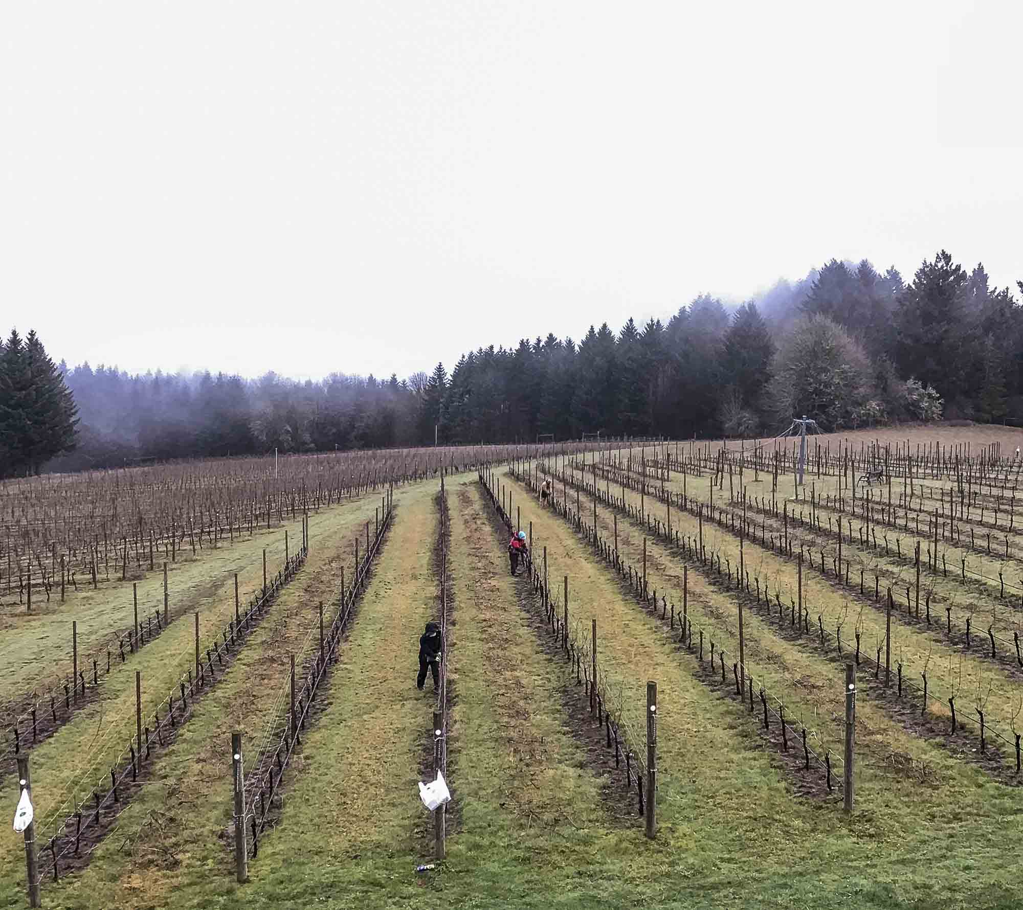 There was the usual midwinter break in February when workers all over the valley pruned vines. 