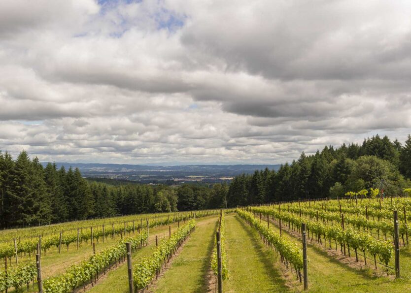 Overview of Torio Vineyard and distant valley of Hillsboro