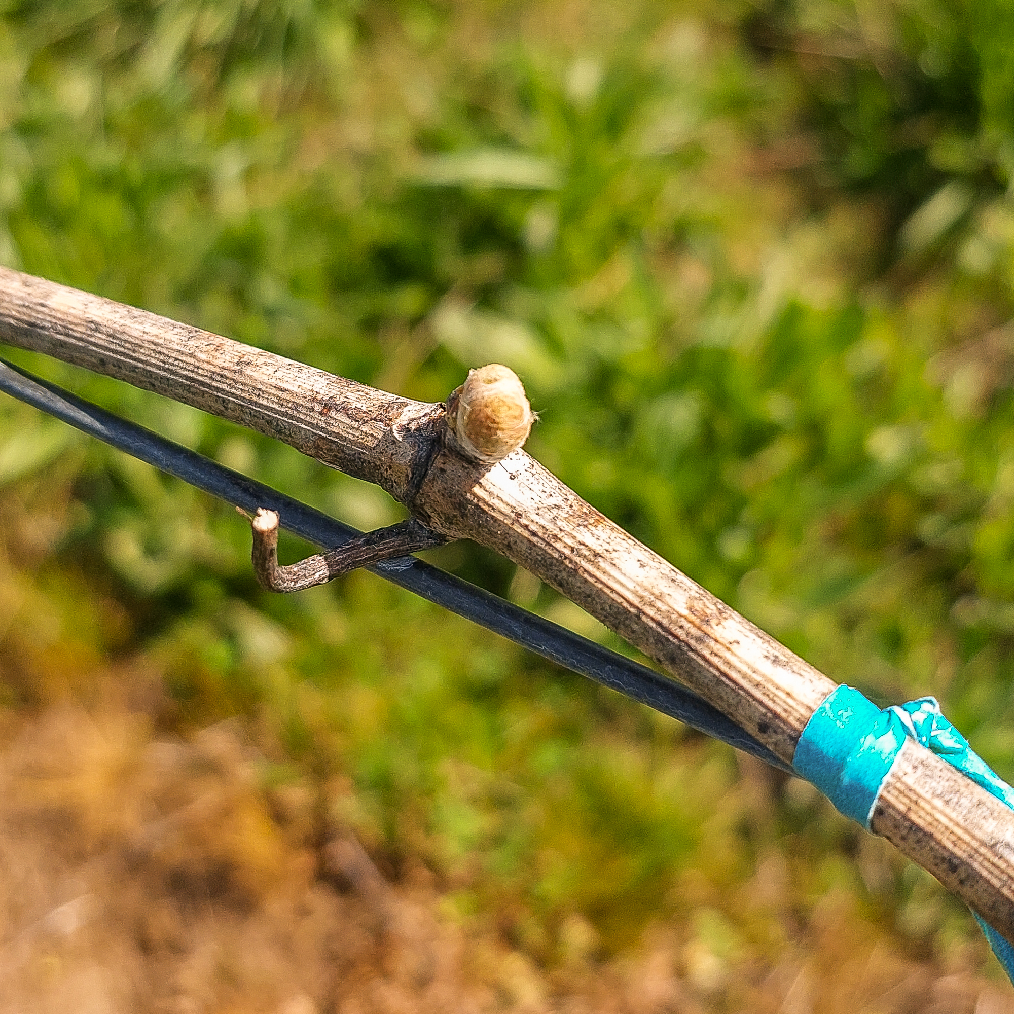 Just as I predicted above, while writing this article we had a few warm days and POP! Bud break has sprung forth - earlier this year!
