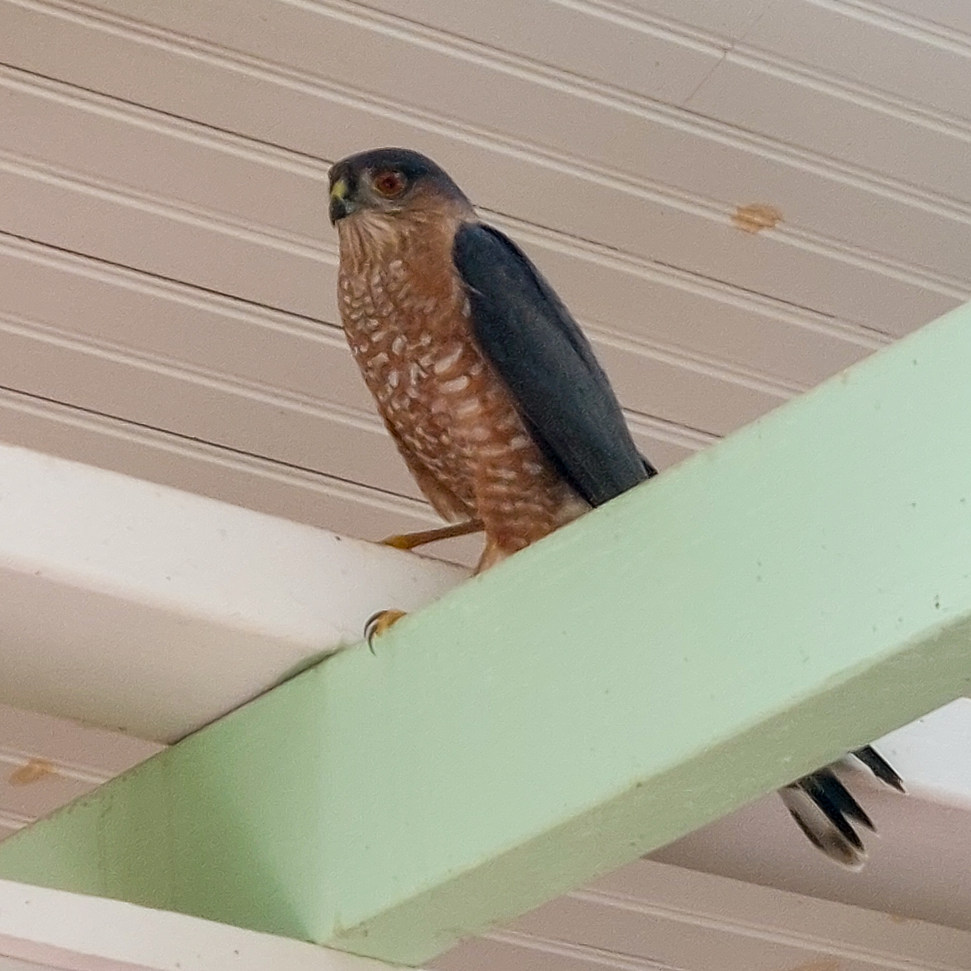 Often we have hummingbirds but today a falcon flew in and stayed a bit until he could figure out his exit. I have tentatively identified it as a Merlin falcon