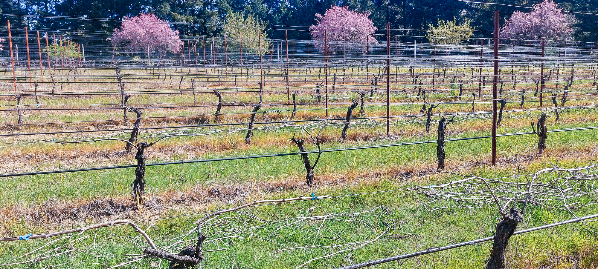 Vibrant Spring 2026 Awakening at Three Feathers